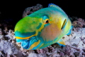 judged by our editor who says...
Wow! Spectacular colors, excellent separation from the background, great angle and capture! Clear winner. monthly hotshot click to zoom